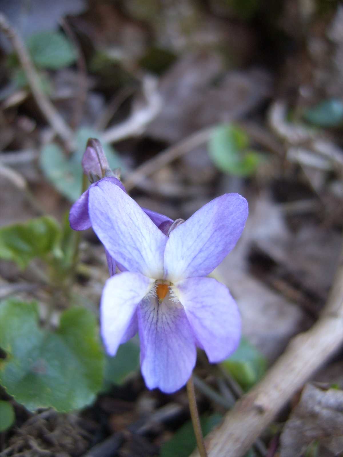 Ancora viole - Viola  cfr. alba